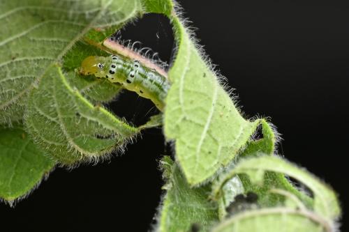 Glyphodes duplicalis Glyphodes duplicalis