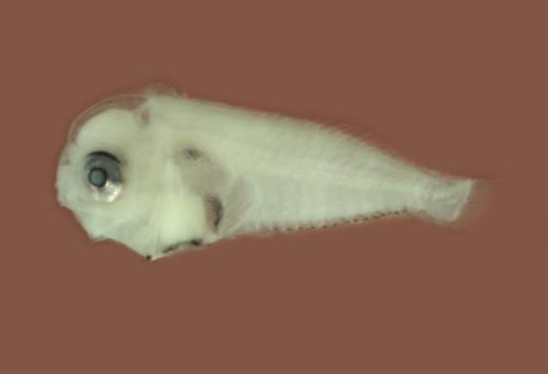 ASIZP0076060 ASIZP0076060