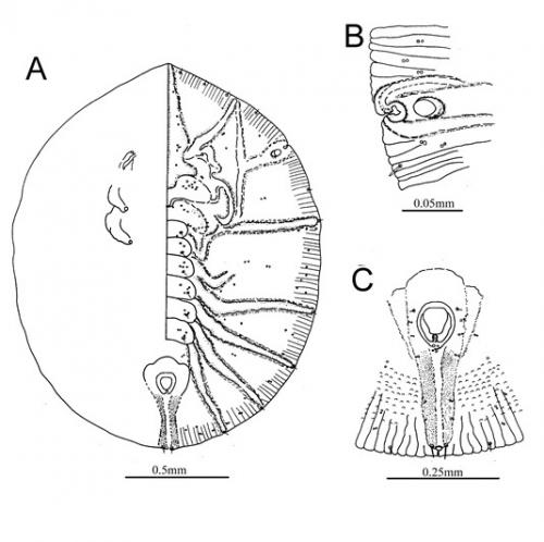 Rhachisphora sanhsiaensis  Ko, 1992  三峽脊粉蝨