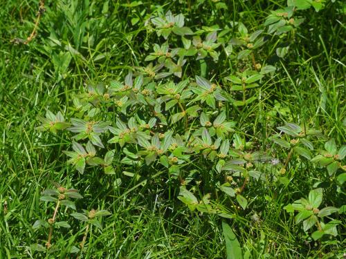 飛揚草 飛揚草