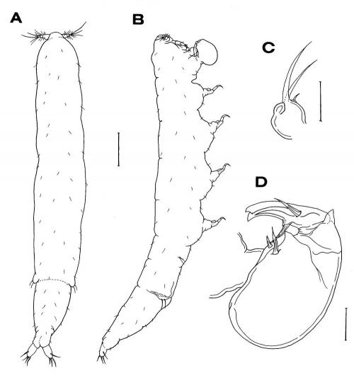 Xarifia fissilis_雄.jpg