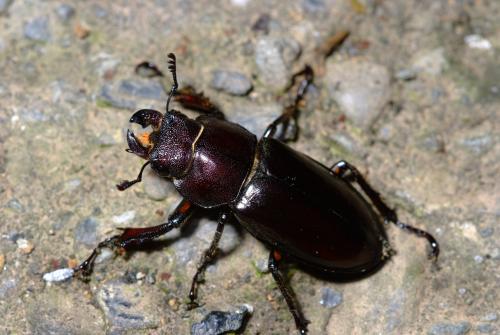 Lucanus swinhoei Parry, 1874