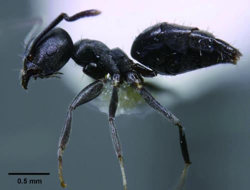 褐色扁琉璃蟻