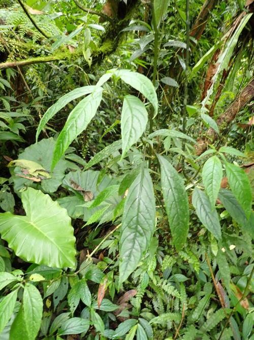 角桐草 角桐草