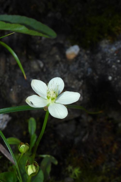 梅花草