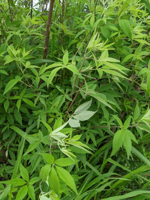黃荊