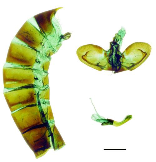 Papilio epycides melanoleucus Ney, 1911 黃星斑鳳蝶 Papilio epycides melanoleucus Ney, 1911 黃星斑鳳蝶