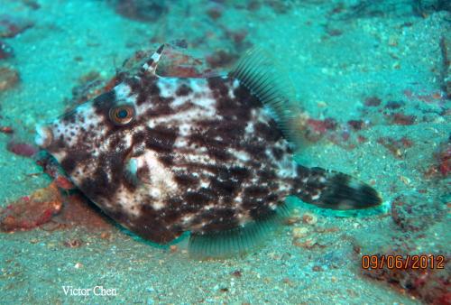 Acreichthys tomentosus 白線鬃尾單棘魨 Acreichthys tomentosus 白線鬃尾單棘魨