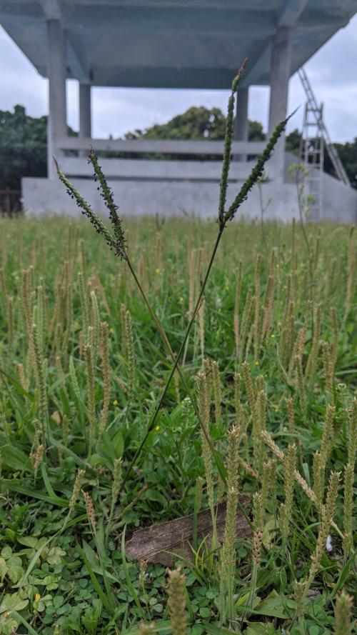百喜草 百喜草