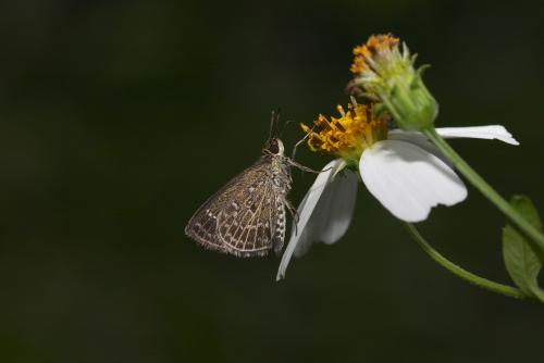 Aeromachus inachus formosana