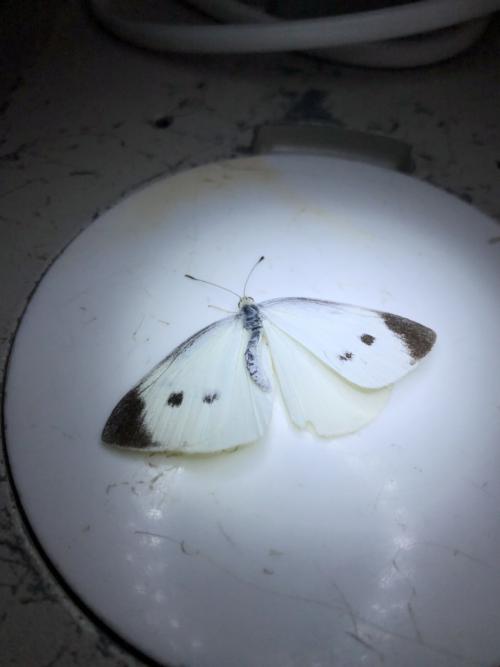 白粉蝶 白粉蝶