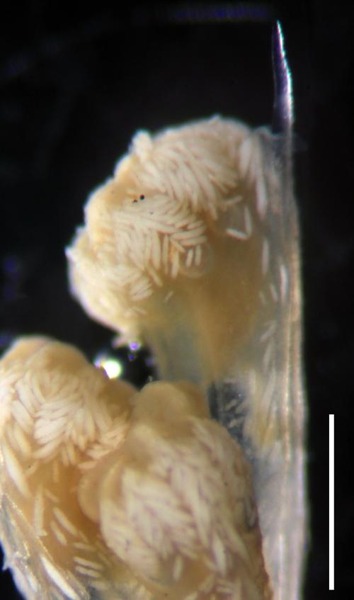 蒼白棘穗軟珊瑚