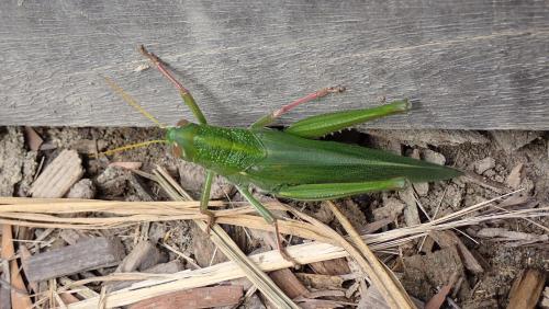 大棉蝗 大棉蝗