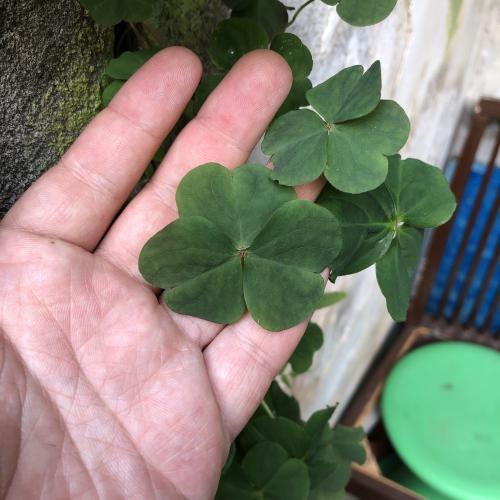 紅花酢漿草 (紫花酢漿草)