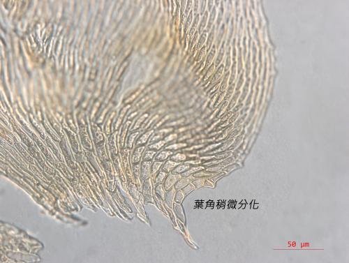 垂苔