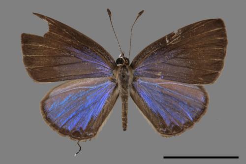 Jamides bochus formosanus[琉璃波紋小灰蝶][00014575]