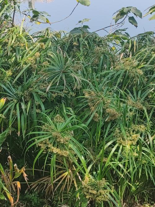 光桿輪傘莎草 光桿輪傘莎草