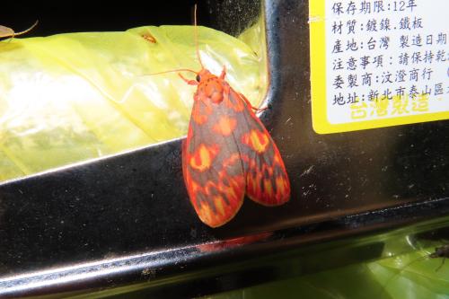 三色艷苔蛾