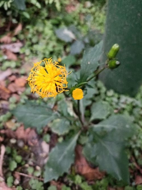 黃花三七草