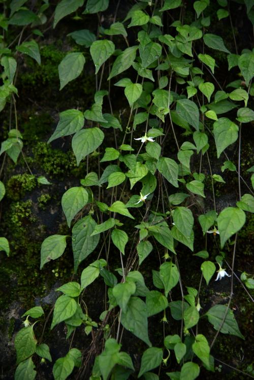 蔓茄