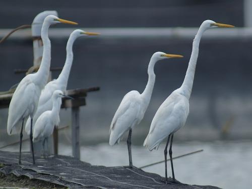 20090729_404546_Great_Egret_PC256858.jpg 20090729_404546_Great_Egret_PC256858.jpg