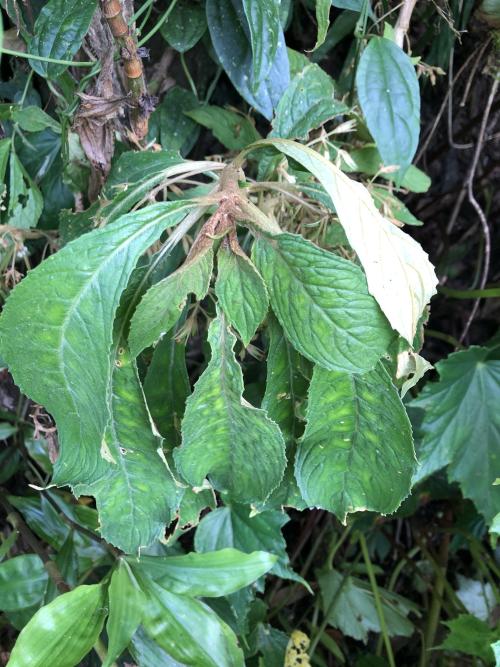 同蕊草