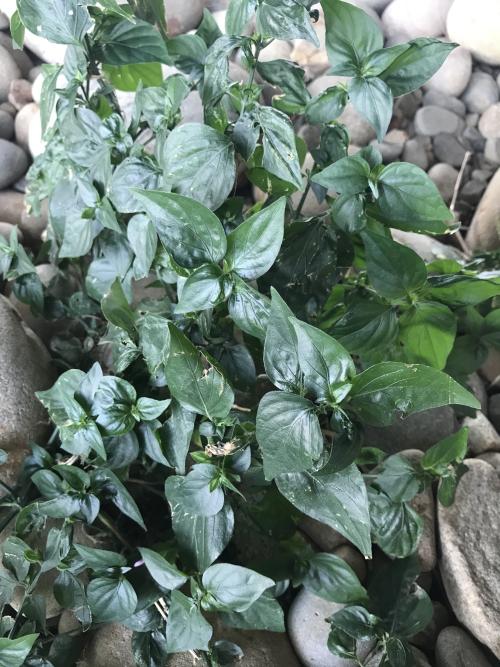 狗肝菜