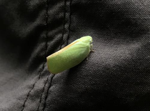 青蛾蠟蟬 青蛾蠟蟬