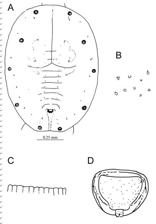 Dialeuropora brideliae  (Takahashi, 1932)