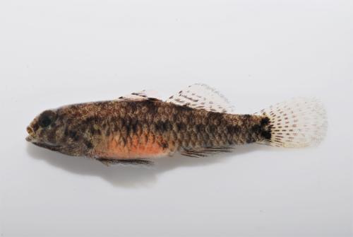 Redigobius bikolanus Redigobius bikolanus