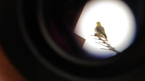 綠鳩