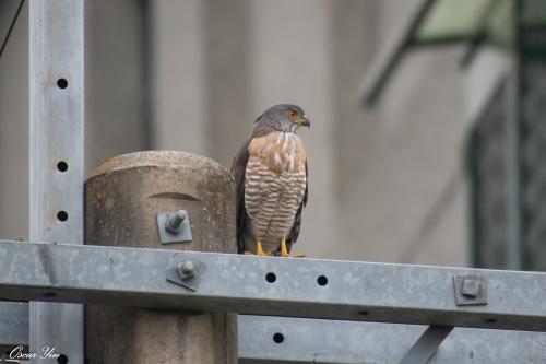 鳳頭蒼鷹(台灣亞種) 鳳頭蒼鷹(台灣亞種)