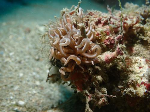 Coleman's Phyllodesmium