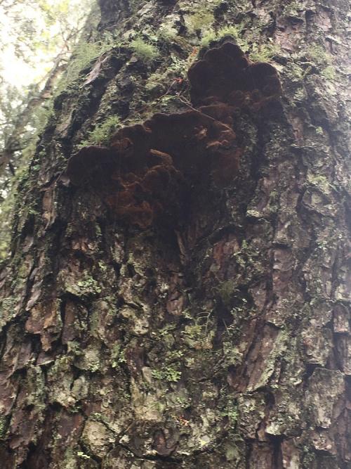 Phellinus pini(松木層孔菌)