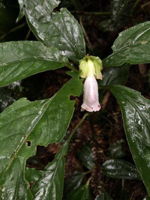 角桐草 角桐草
