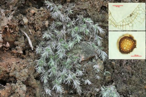 Leucobryum scaberulum Card. 粗葉白髮苔生態及顯微照