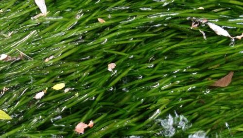 美洲苦草
