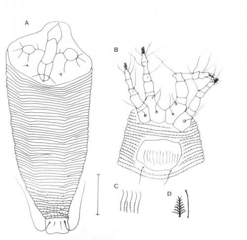 Cheiracus lanceolatus Huang, 2001