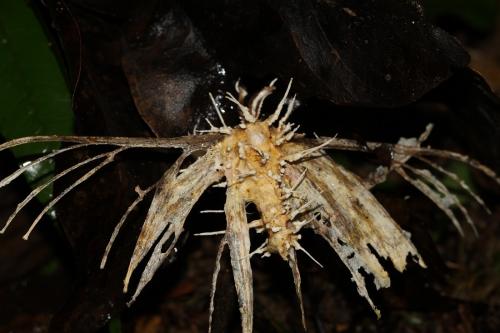 Akanthomyces sp.1(圓點棍亞肯士孢菌) Akanthomyces sp.1(圓點棍亞肯士孢菌)