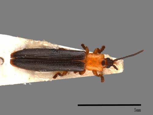 <已分類>Family：Chrysomelidae[金花蟲科][00081787]