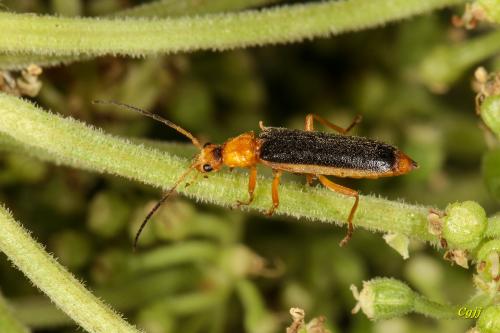 Rhagonycha micheli 米榭黑姬菊虎 Rhagonycha micheli 米榭黑姬菊虎