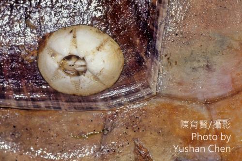 龜藤壺 龜藤壺