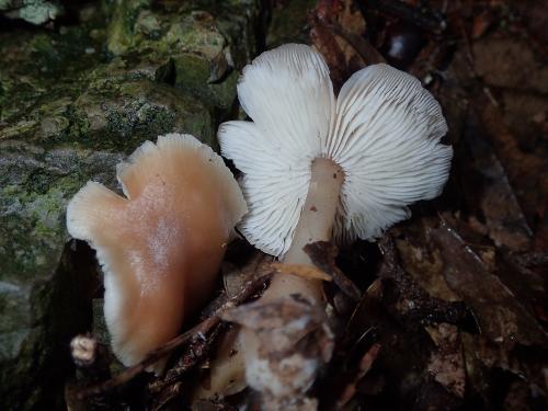 Rhodocollybia butyracea(乳酪紅金錢菇)