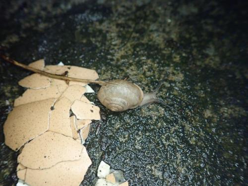 同型巴蝸牛 同型巴蝸牛