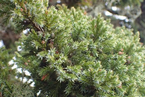 玉山圓柏 玉山圓柏