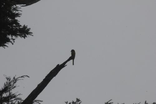灰喉山椒鳥 灰喉山椒鳥