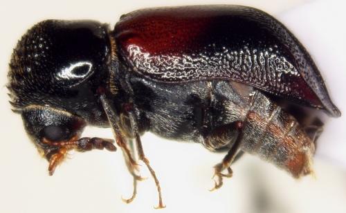 Xylopsocus castanoptera (Fairmaire, 1850)