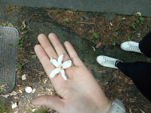 千年桐 千年桐