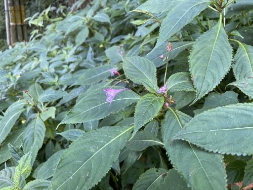 棣慕華鳳仙花