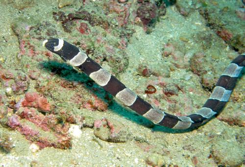 Myrichthys colubrinus@fishdb-media-12994